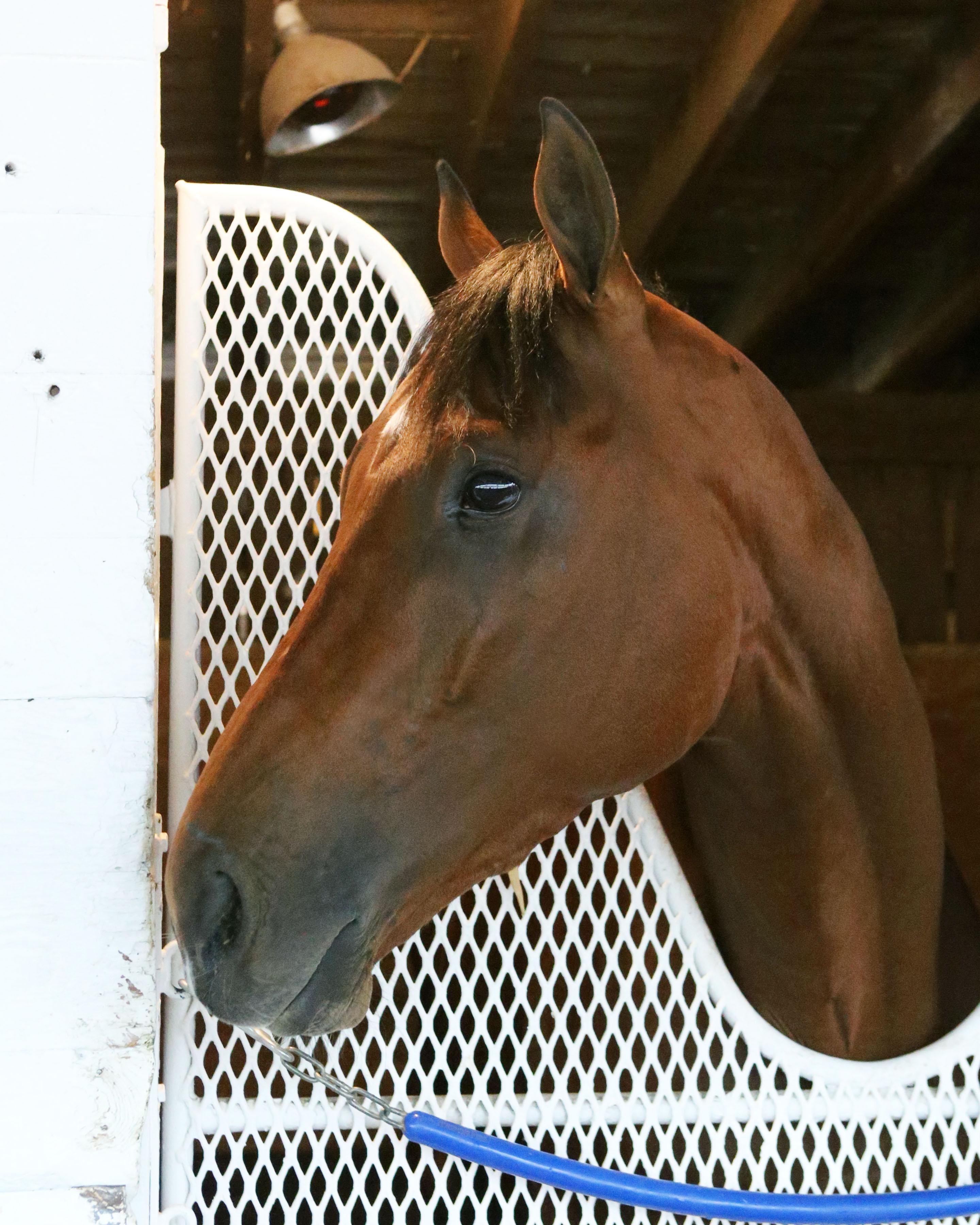 Combatant Steve Asmussen Kentucky Derby